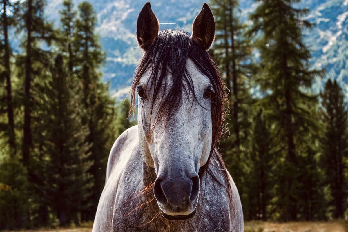 Illustration de l'événement : FÊTE DU CHEVAL AU MALZIEU
