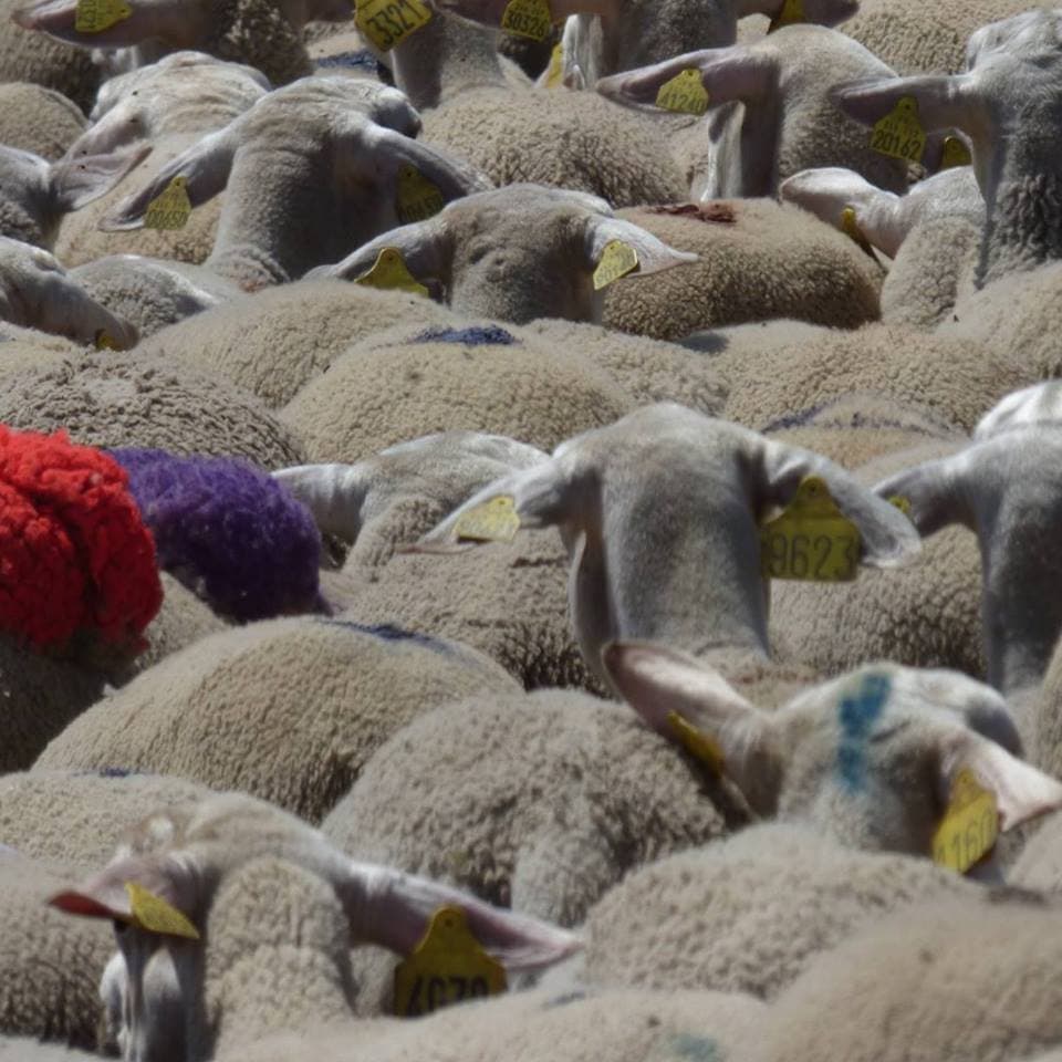 Illustration de l'événement : TRANSHUMANCE AU MONT LOZÈRE