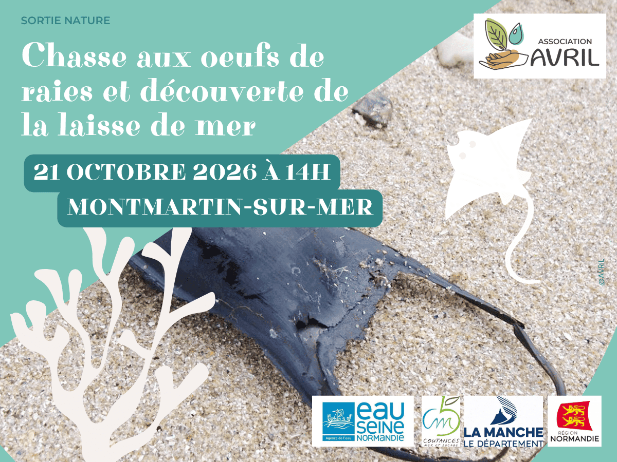 Illustration de l'événement : Chasse aux oeufs de raies et découverte de la laisse de mer