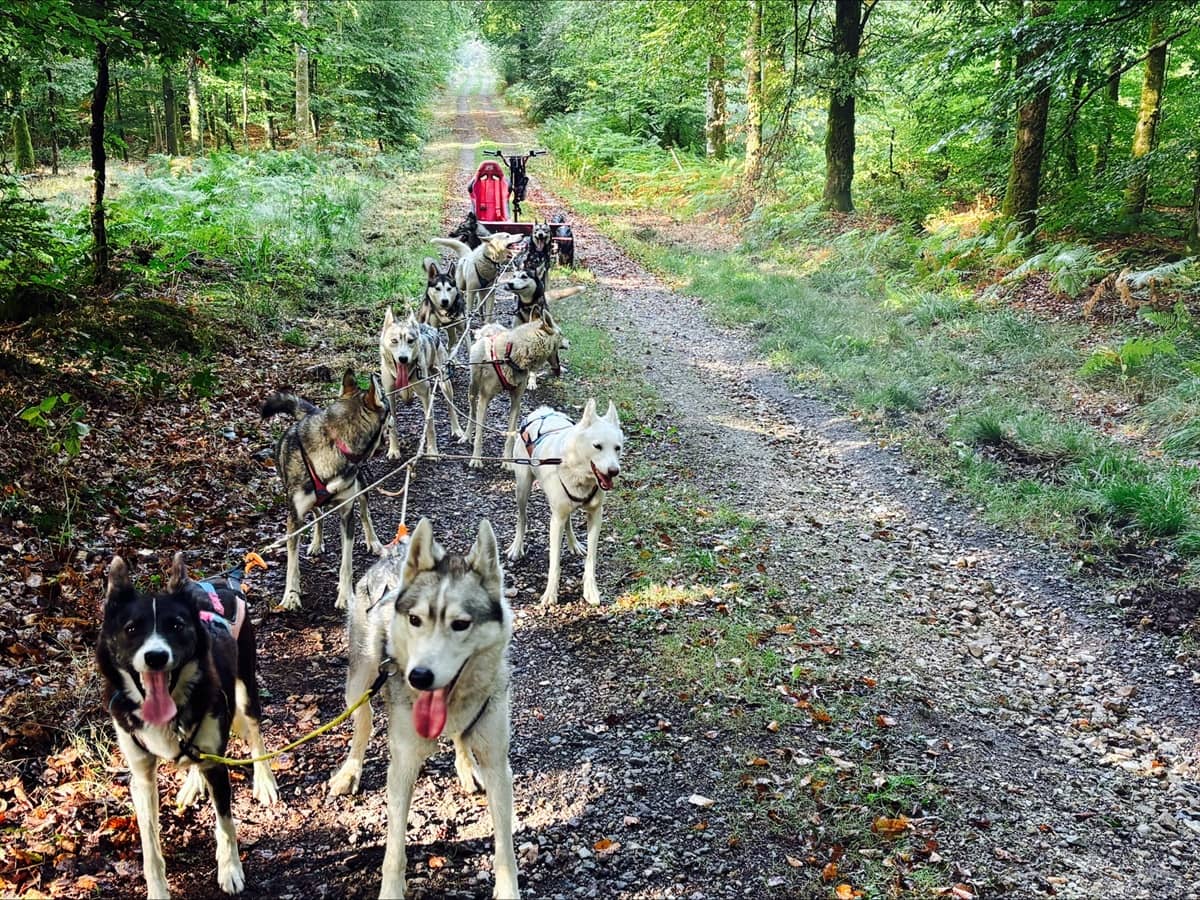 Illustration de l'événement : À la rencontre des chiens de traîneaux !