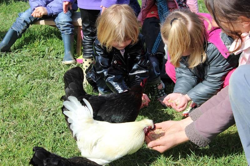 Illustration de l'événement : Découverte des animaux de la ferme (Atelier enfant - Mes premières bottes)