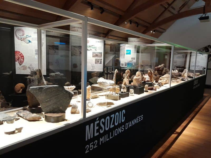 Illustration de l'événement : Visite commentée (spéciale famille) expo "le monde fascinant des fossiles"