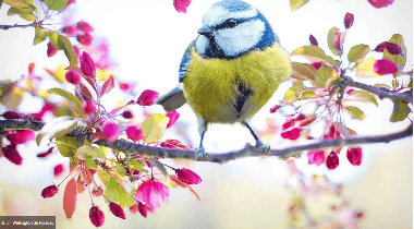 Illustration de l'événement : Découvrir les oiseaux dans les chemins de Vassy