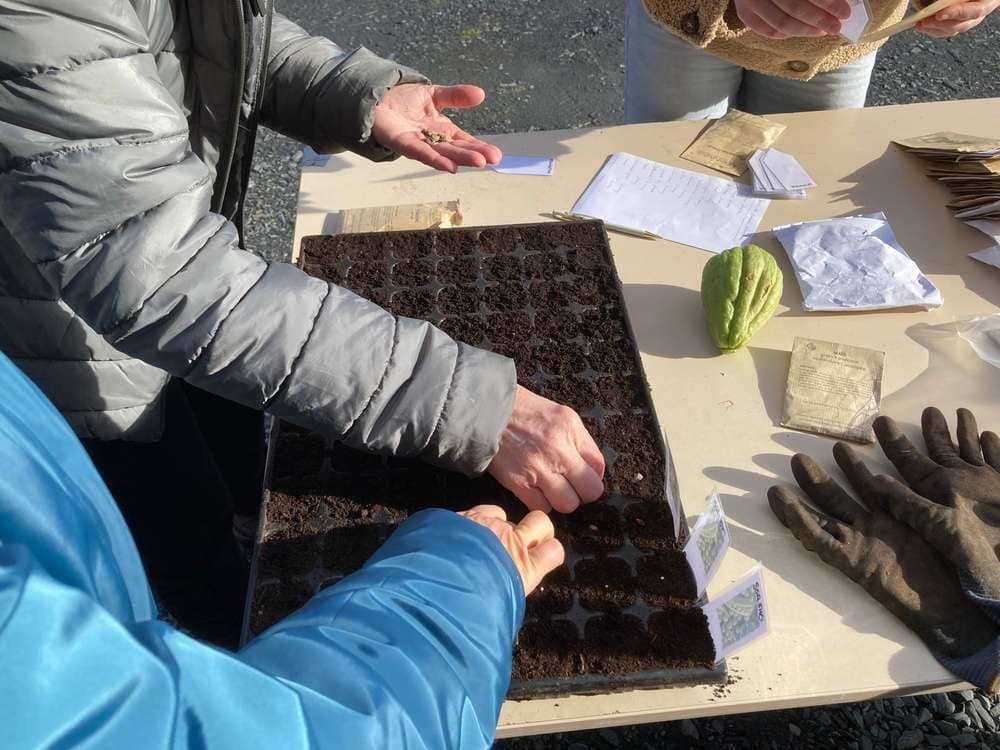 Illustration de l'événement : Atelier au potager en permaculture : les semis de printemps