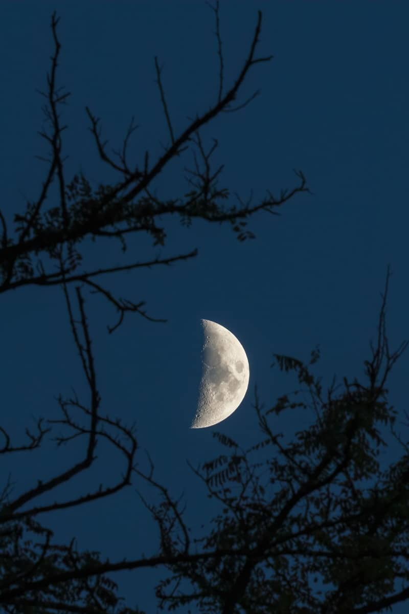 Illustration de l'événement : Balade nocturne en forêt