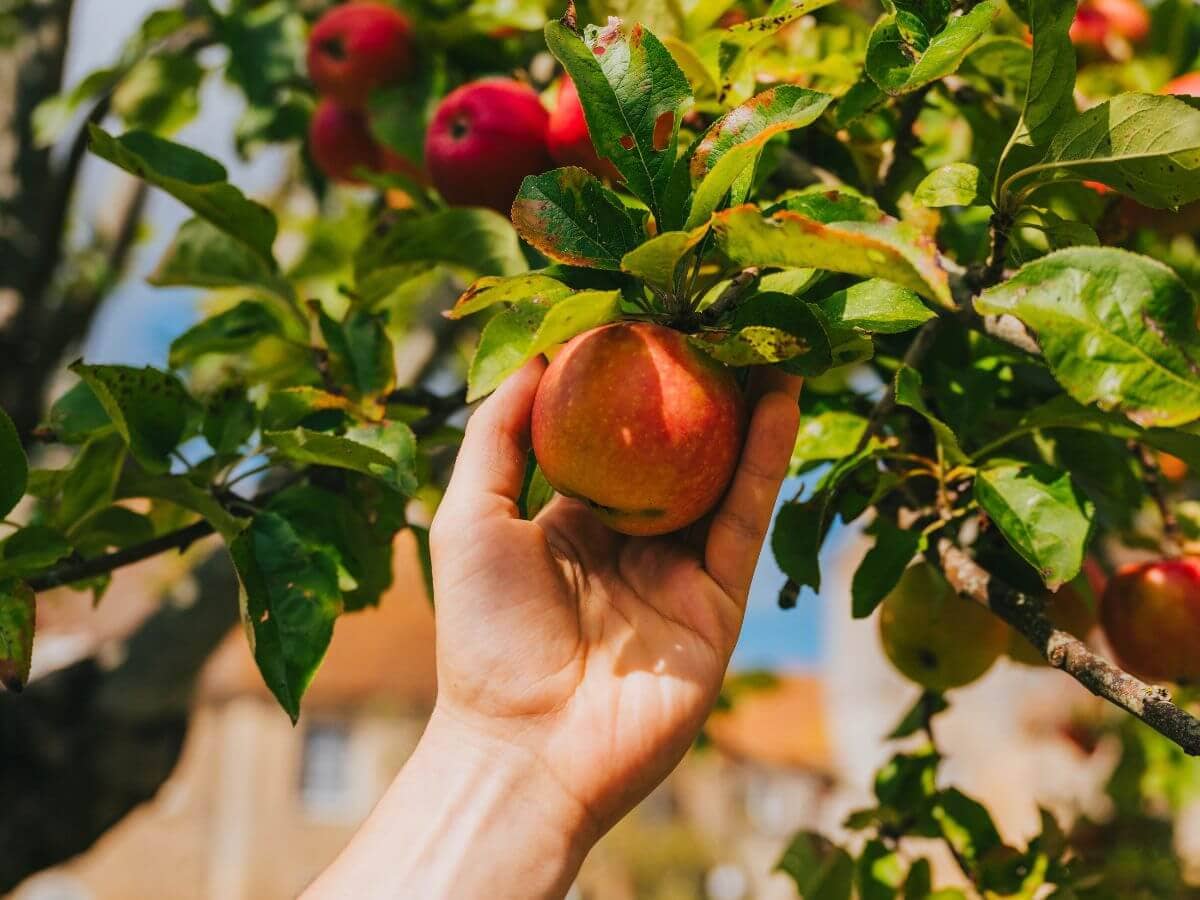 Illustration de l'événement : Fête de la pomme au Prieuré Saint-Gabriel