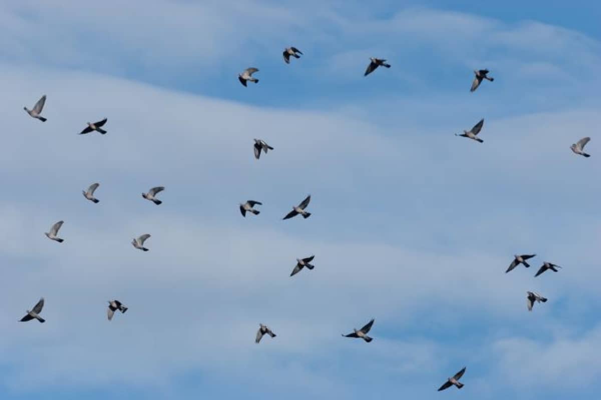 Illustration de l'événement : Observer les oiseaux migrateurs sur la Corniche basque