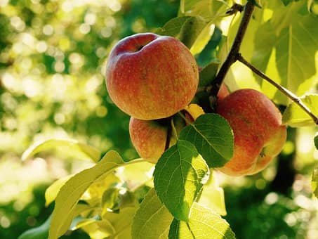 Illustration de l'événement : Fête de la Pomme et marché festif