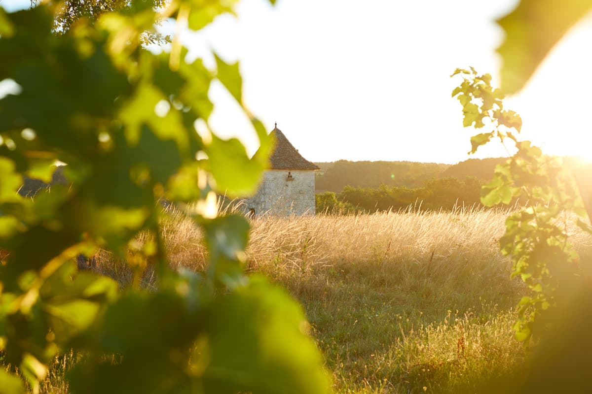 Illustration de l'événement : Vignoble des Verdots | Dîner dans les vignes