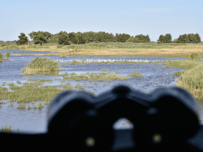Illustration de l'événement : Samedi comptage à Terres d'Oiseaux