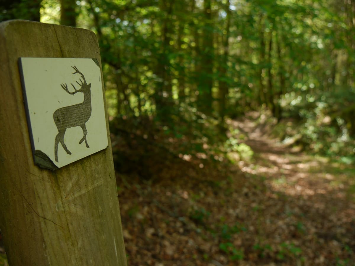 Illustration de l'événement : Escape Game Nature : le mystère du grand cerf