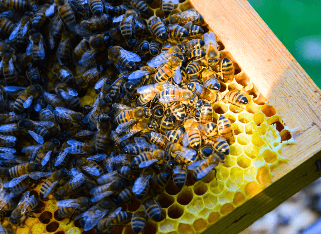 Illustration de l'événement : Conference - l'abeille et nous aujourd'hui
