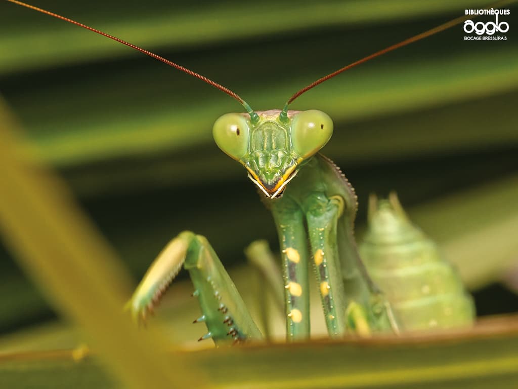 Illustration de l'événement : Rallye nature - Les insectes et leurs super-pouvoirs