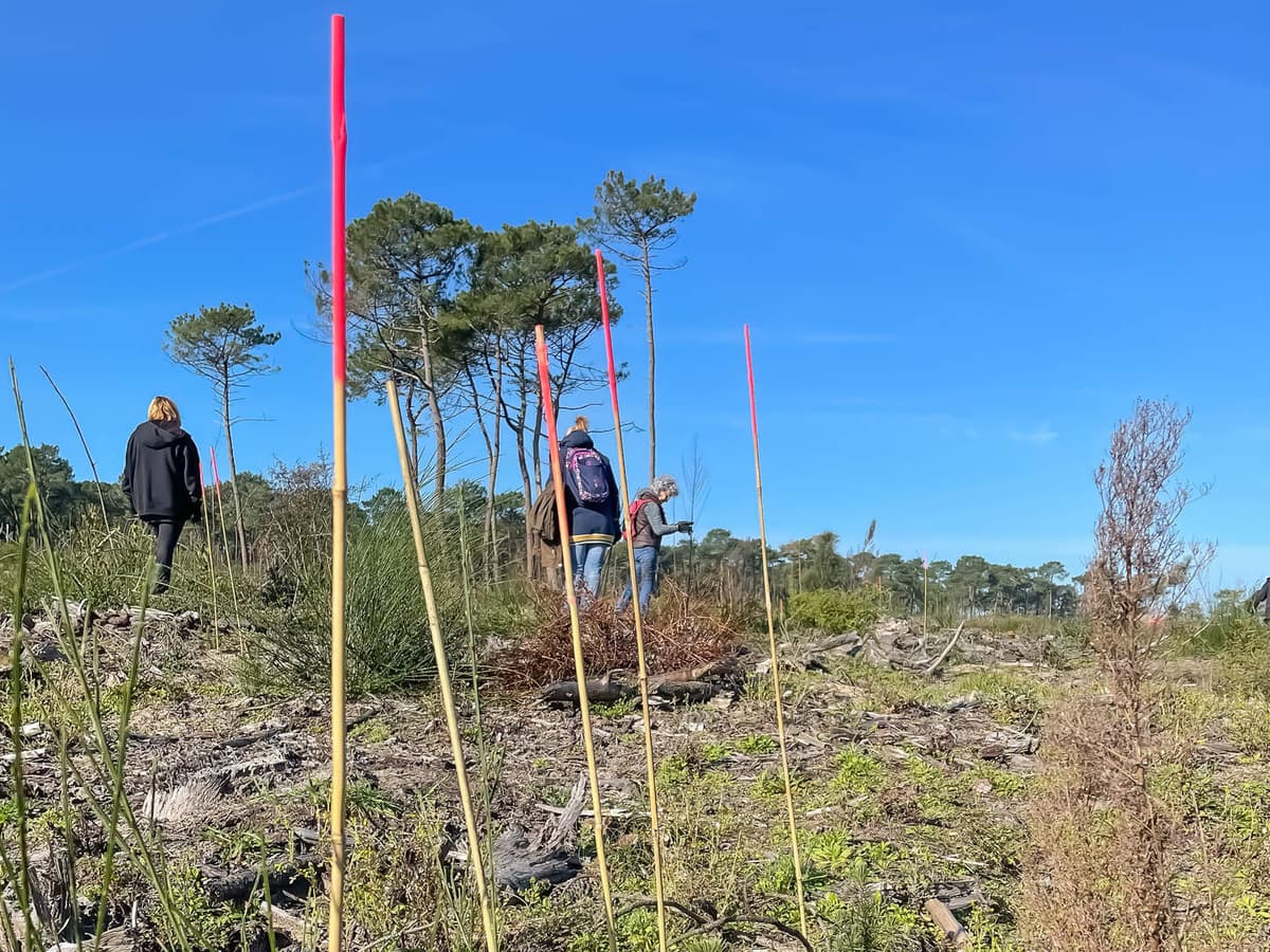 Illustration de l'événement : Chantier participatif : Agir pour l’entretien de la forêt du Pignada