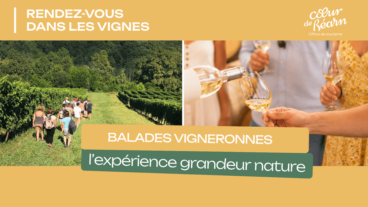 Illustration de l'événement : Balade vigneronne : Domaine Larroudé