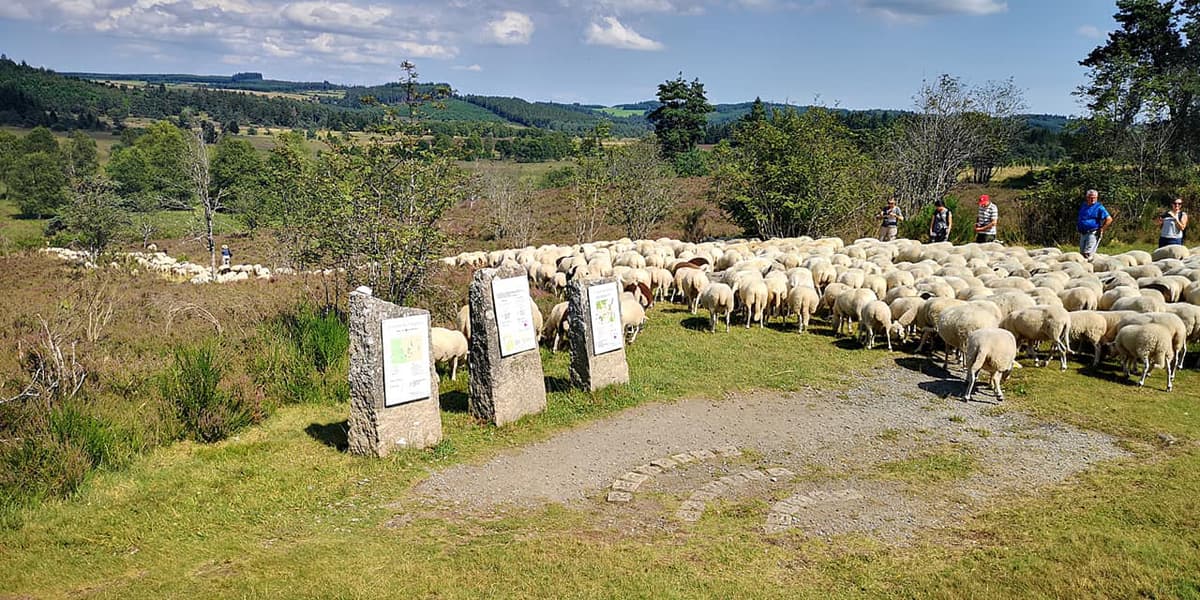 Illustration de l'événement : Concours de la racine ovine Limousine