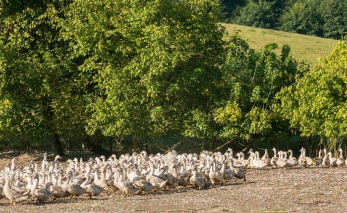 Illustration de l'événement : Journées du patrimoine et foie gras : portes ouvertes à la Ferme des Roucel