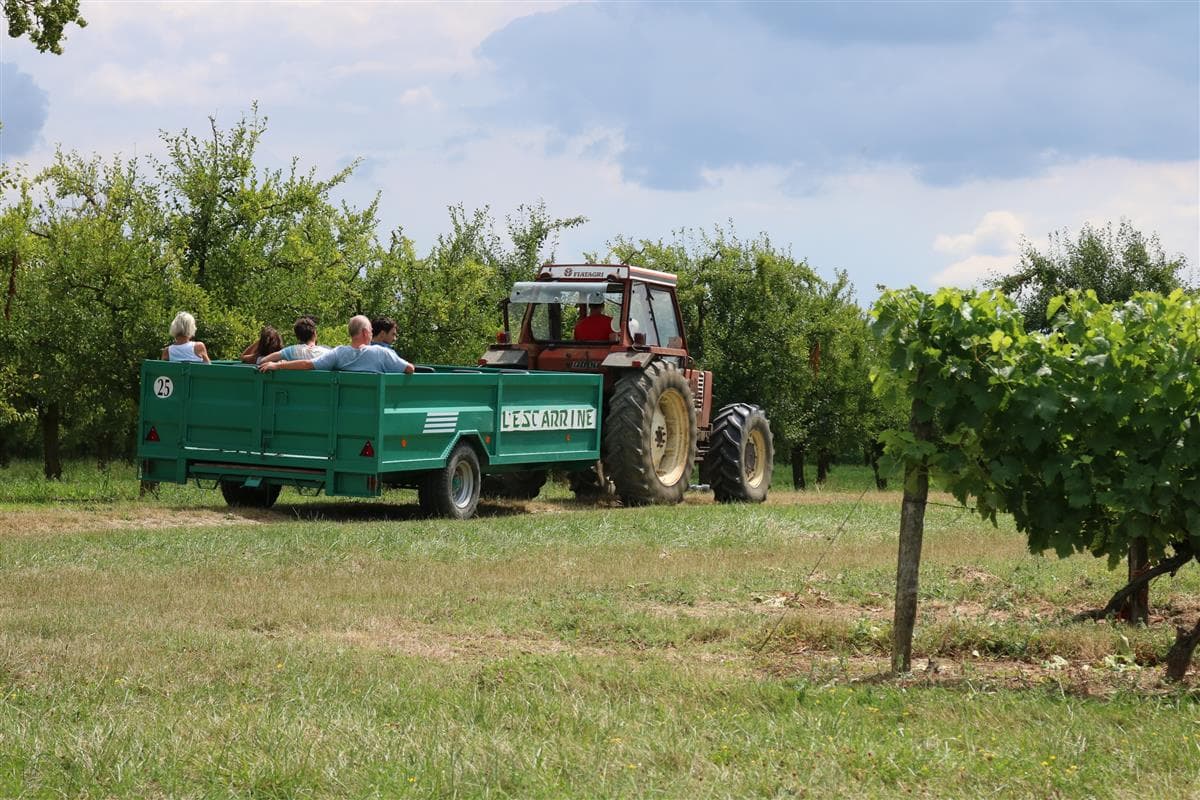 Illustration de l'événement : Balade insolite dans le vignoble.