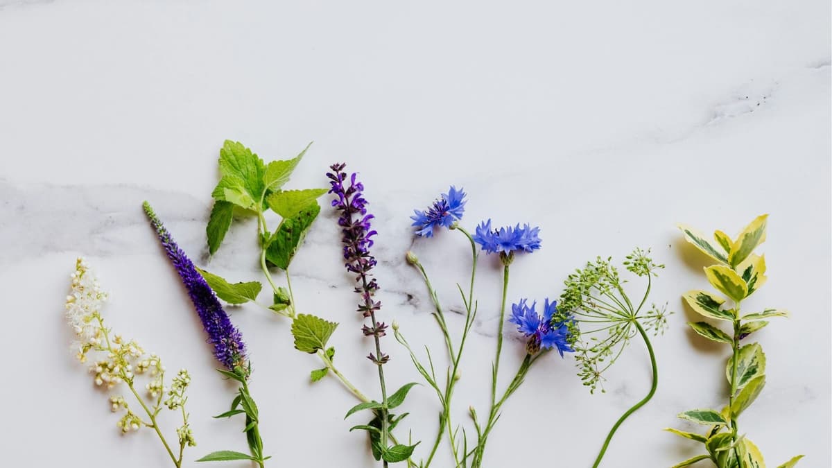 Illustration de l'événement : Sortie CPIE : Plantes sauvages comestibles