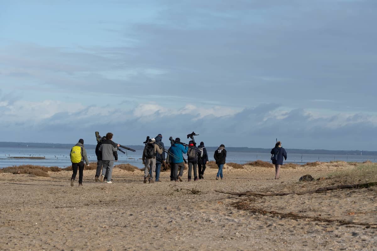 Illustration de l'événement : Formation aux oiseaux du littoral : weekend oiseaux migrateurs