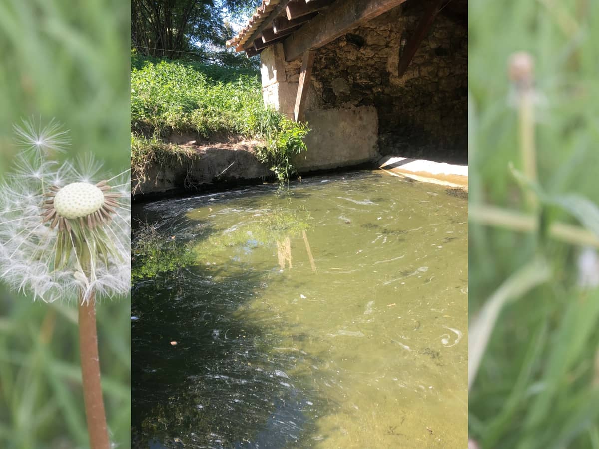 Illustration de l'événement : Découverte de la flore dans tous ses états - Bagas