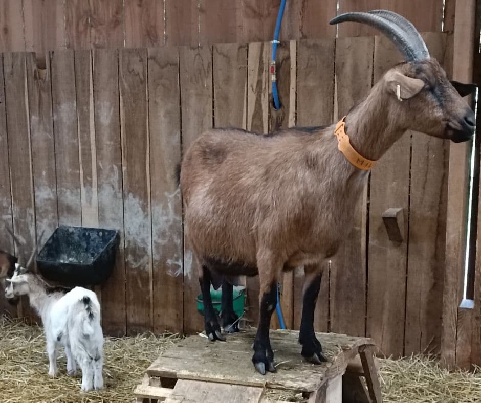 Illustration de l'événement : Rencontre caprine à la Ferme des Délices à Queaux