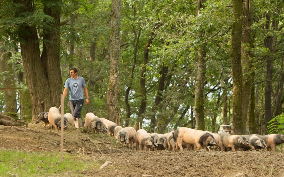 Illustration de l'événement : Visite d'une ferme familiale de porcs Kintoa et de piment d'Espelette