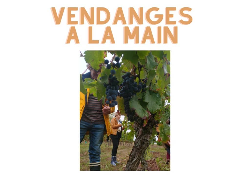 Illustration de l'événement : Journée vendange au Château Haut-Pradot