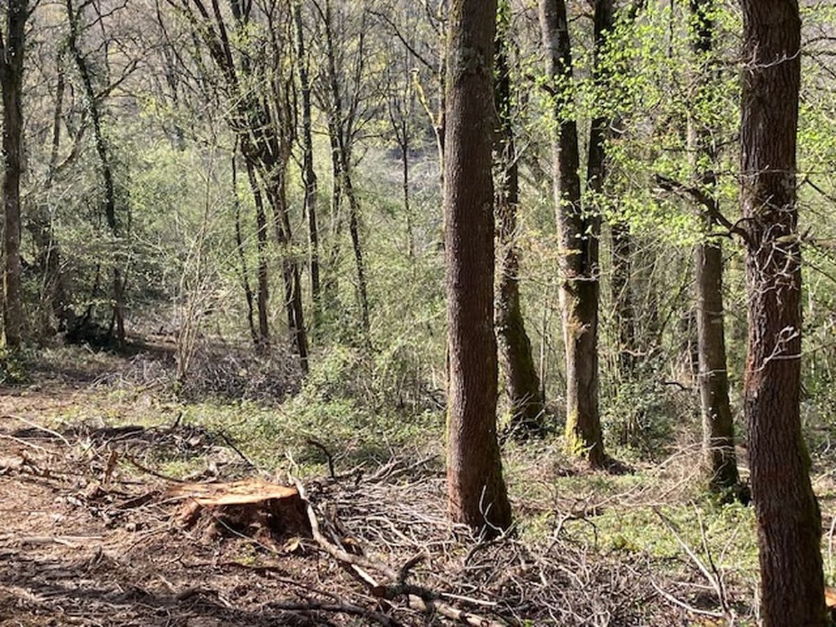 Illustration de l'événement : Refuge de fraîcheur, venez découvrir la vie secrète des forêts