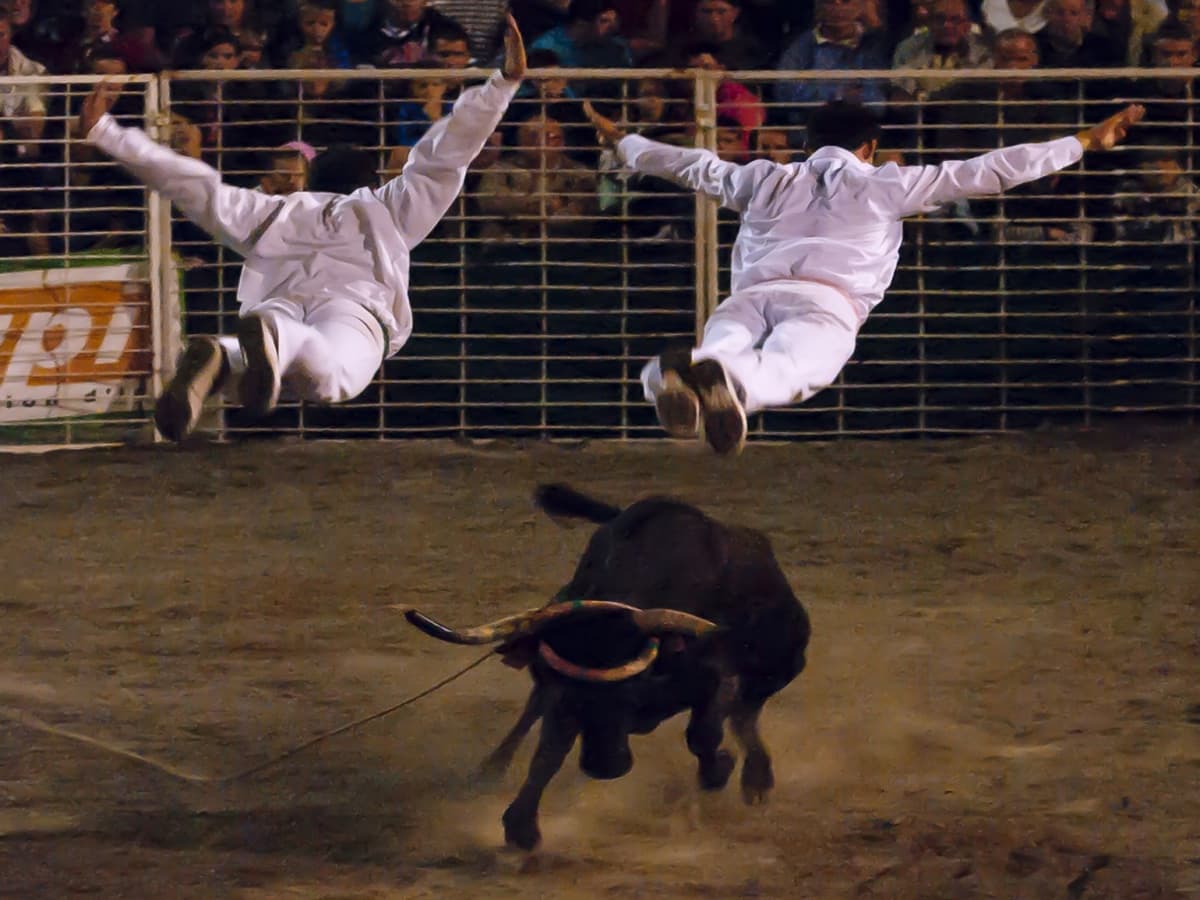 Illustration de l'événement : Arènes en fête : spectacle de vachettes