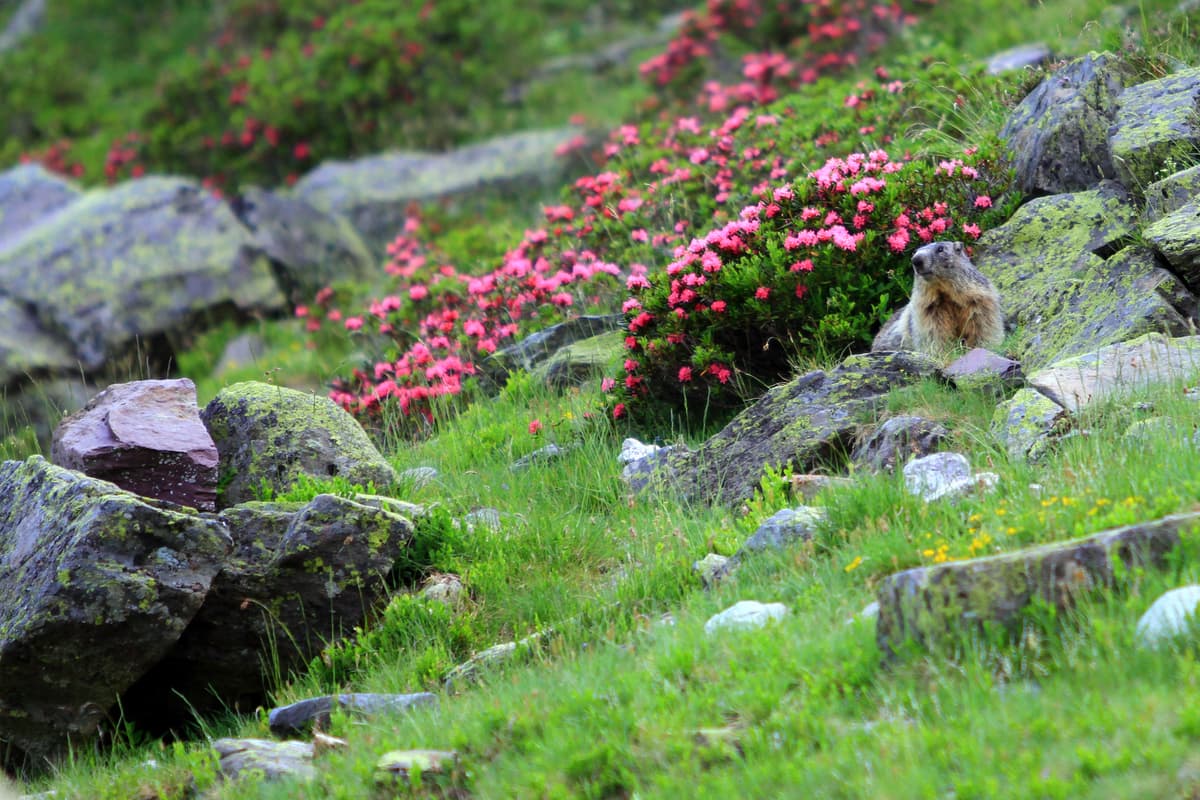 Illustration de l'événement : Sur les traces des marmottes