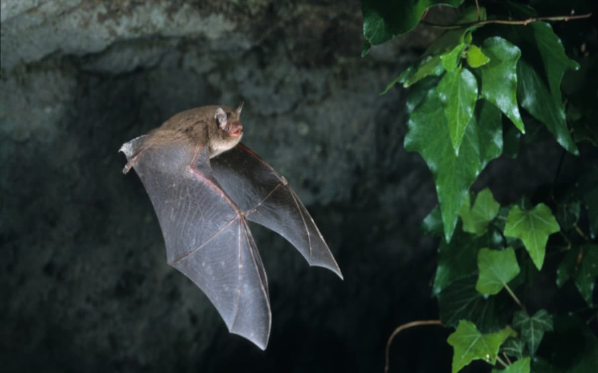 Illustration de l'événement : Soirée chauve-souris avec Mendi Gaiak