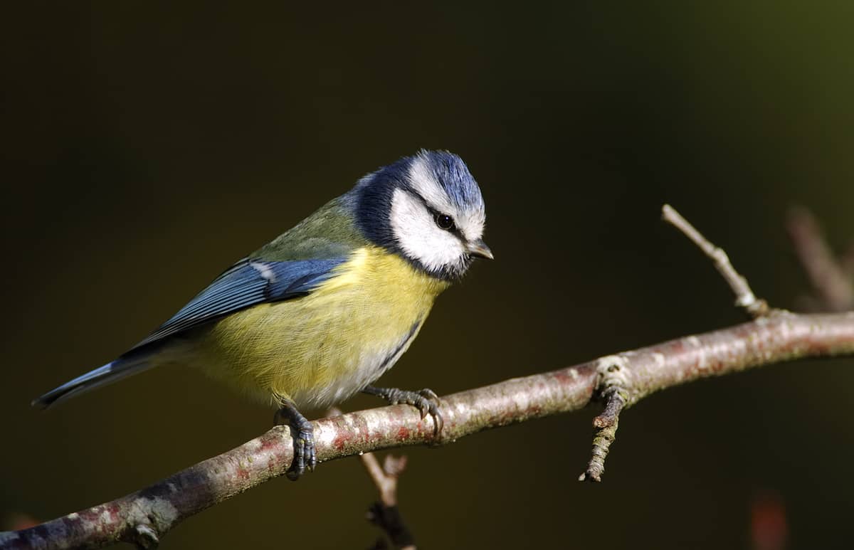Illustration de l'événement : Formation aux oiseaux des jardins : découverte des oiseaux des jardins en hiver - 1/2 journée
