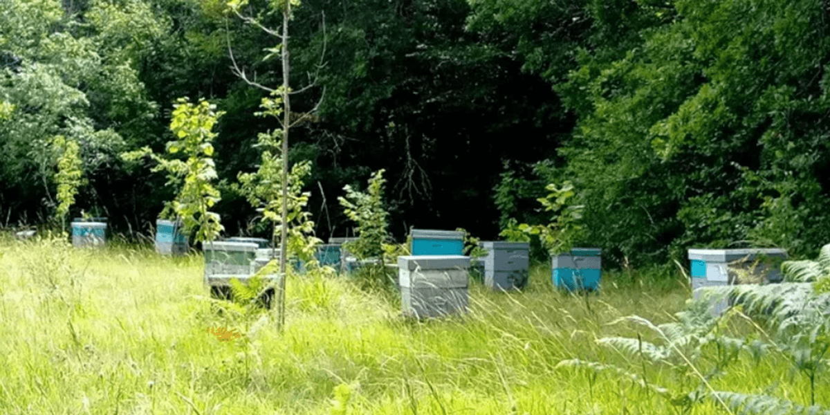 Illustration de l'événement : Accueil à la Ferme - Glaces de la ferme, Ferme Avicole et Apiculture en Ribéracois
