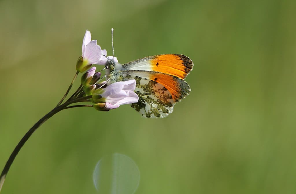 Illustration de l'événement : Balades Cultures et Nature : Cadouin: quand les moines observent les insectes