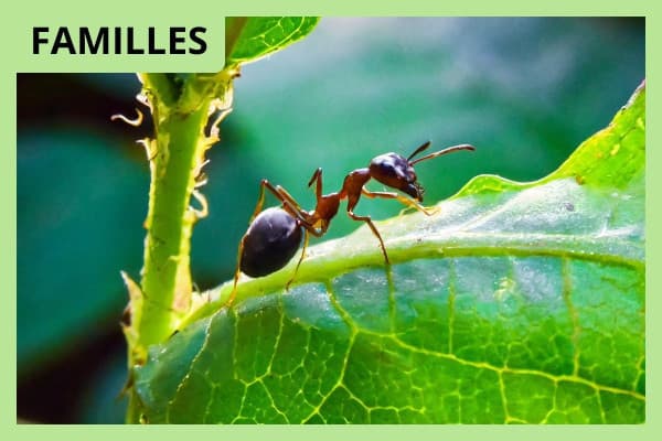 Illustration de l'événement : Parcours conté au château Citran - Léo au pays des fourmis