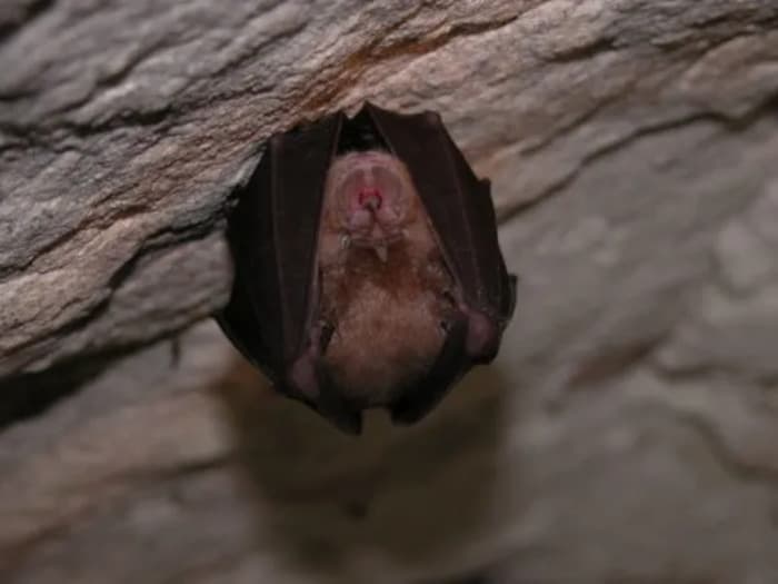 Illustration de l'événement : Nuit de la chauve-souris : les étonnantes reines de la nuit