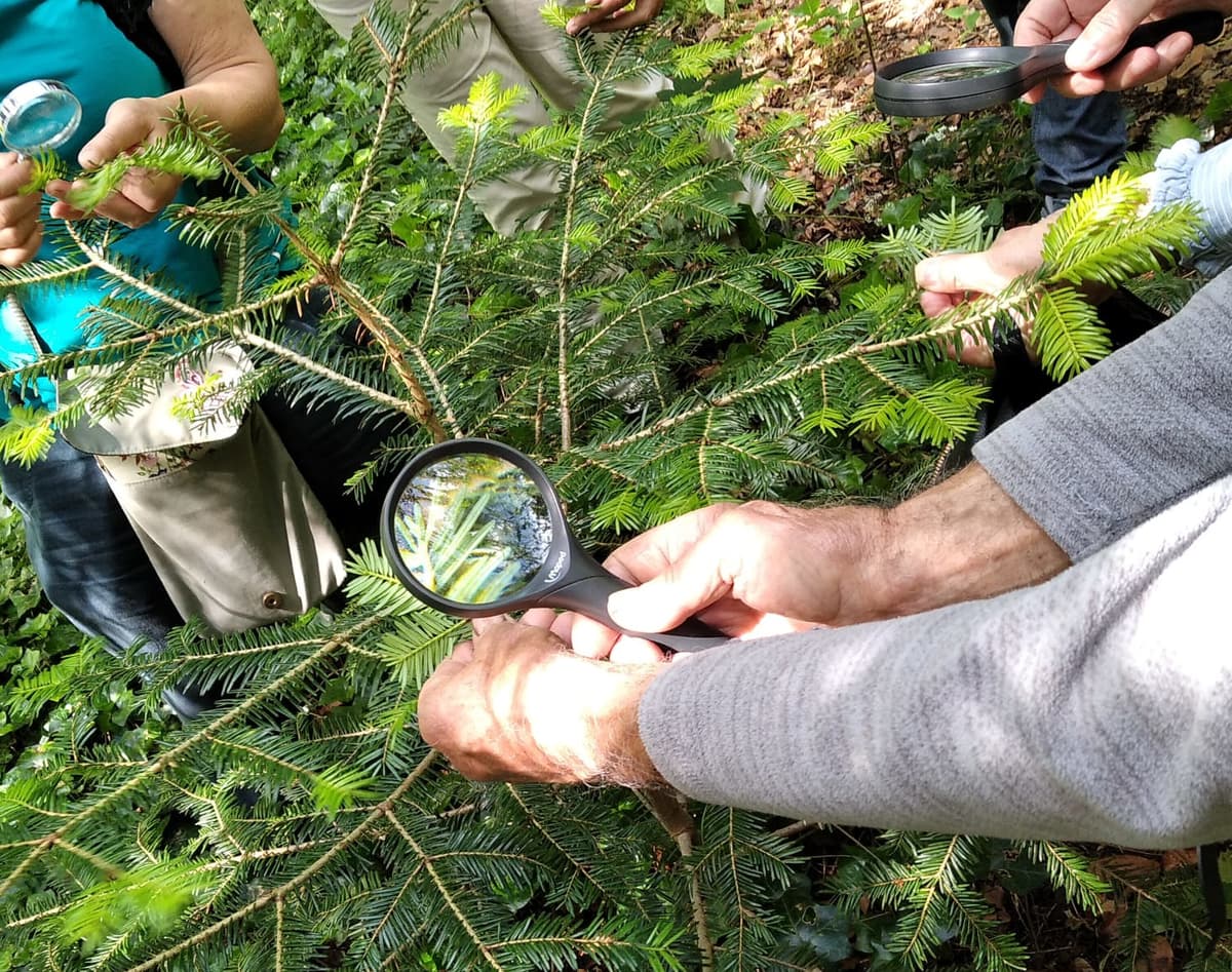 Illustration de l'événement : Détective en herbe, Île de Vassivière