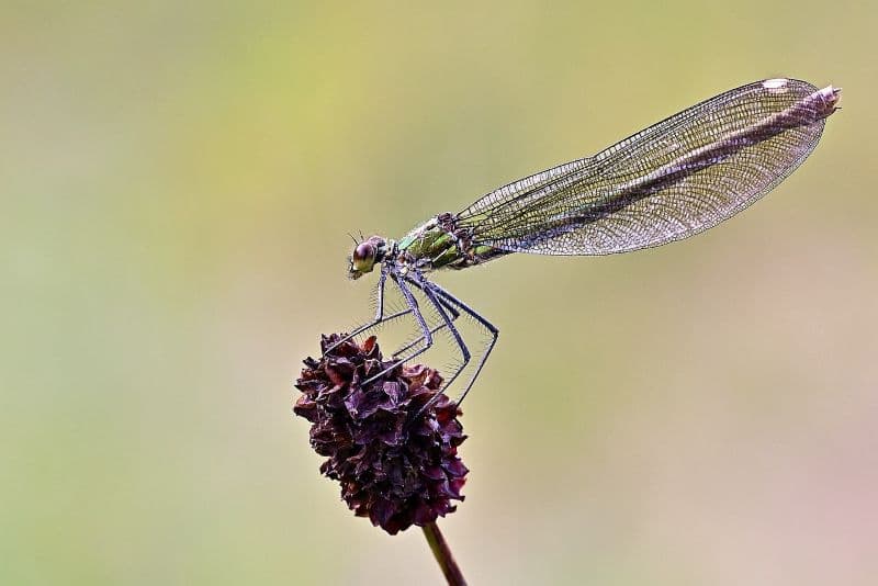 Illustration de l'événement : Printemps de la biodiversité - Fascinantes libellules