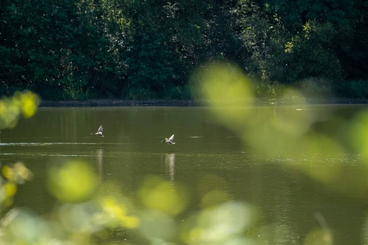 Illustration de l'événement : Observation des oiseaux d'eau à l'étang de la Pouge