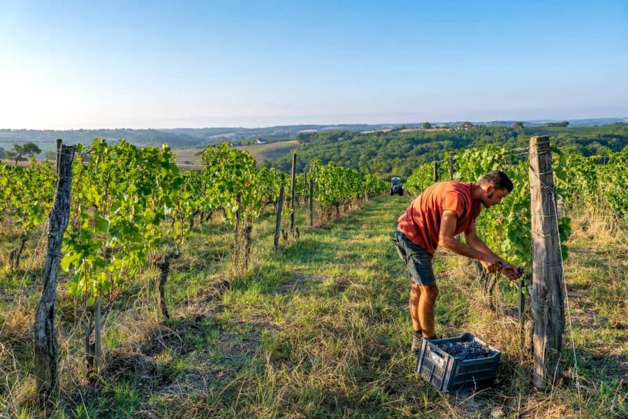 Illustration de l'événement : Atelier dégustation : Vallée de la Garonne et affluents