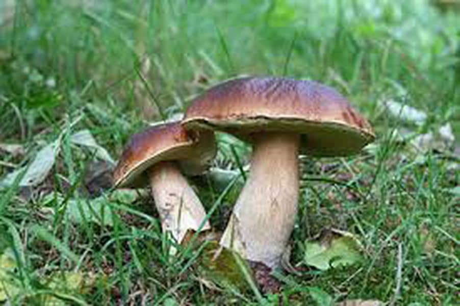 Illustration de l'événement : Journée Champignons