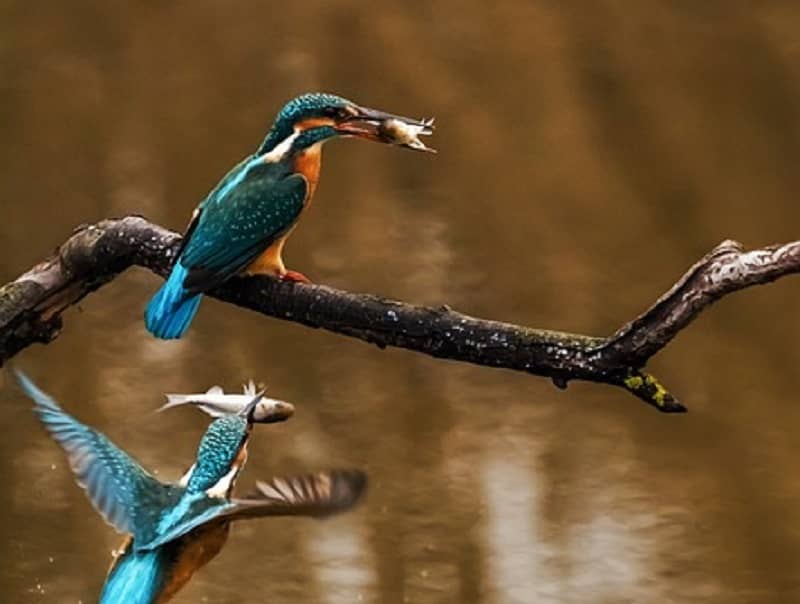 Illustration de l'événement : Les oiseaux aquatiques du lac de la Prade