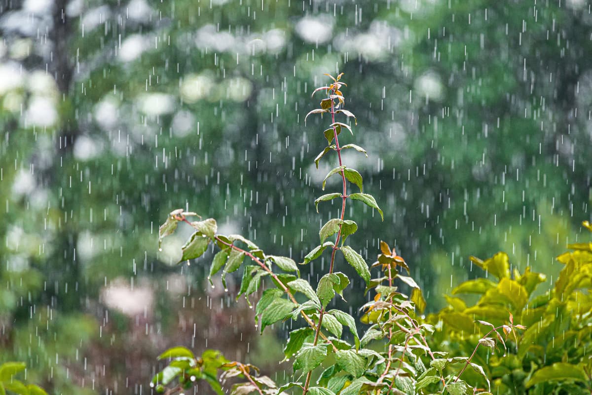 Illustration de l'événement : Castrum de Ségur : Cultiver la pluie