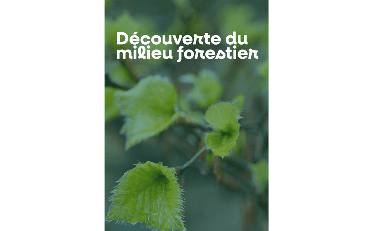 Illustration de l'événement : Découverte du milieu forestier