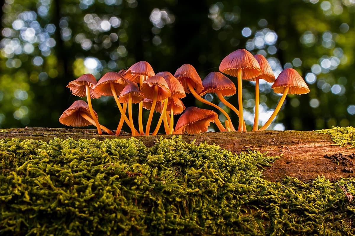 Illustration de l'événement : Balade nature : les champignons
