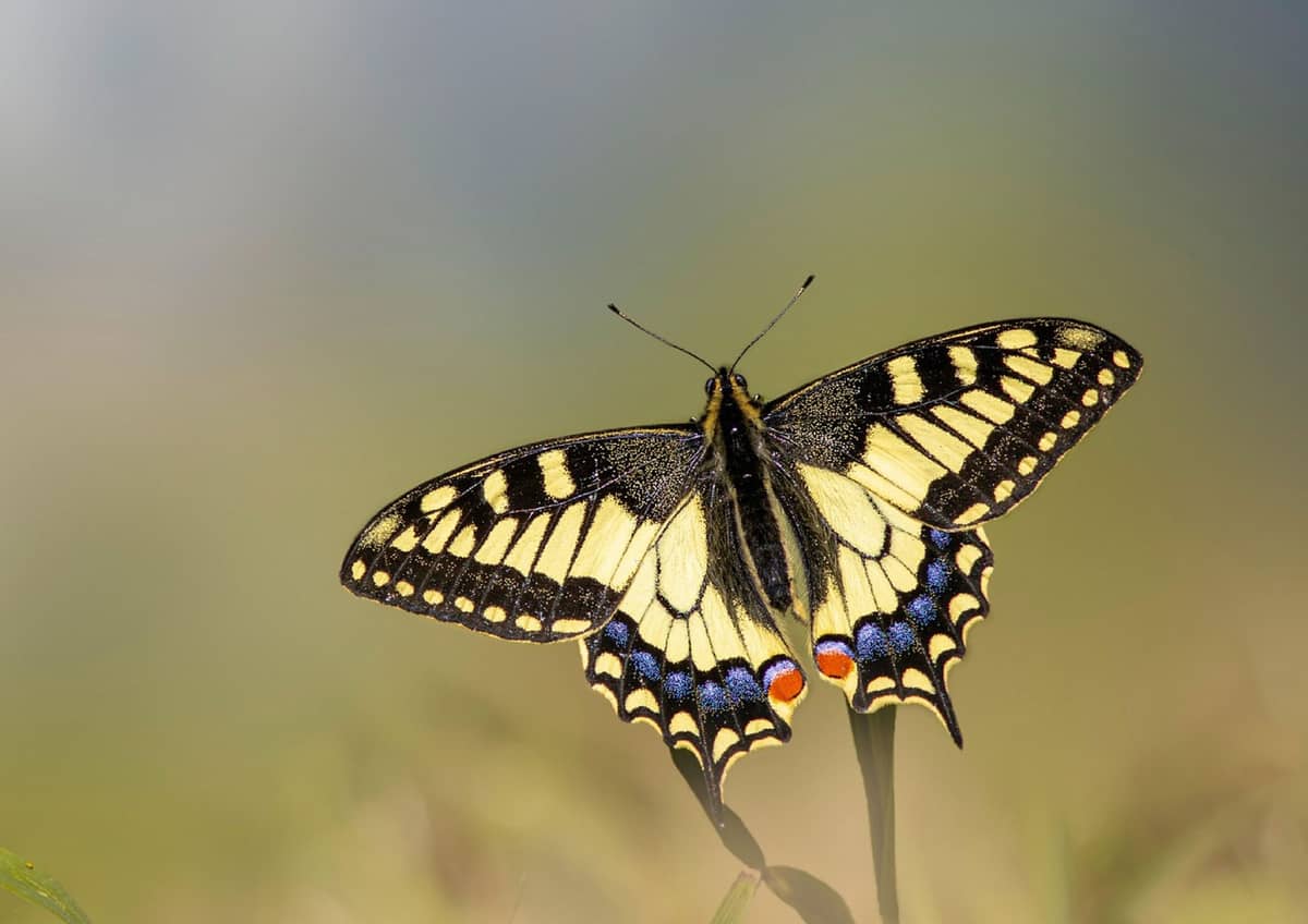 Illustration de l'événement : Sortie nature - Le jour des papillons