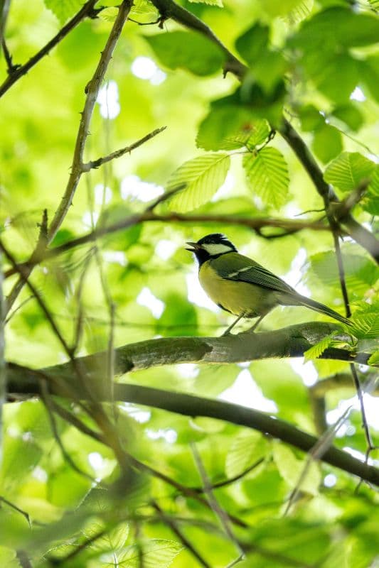 Illustration de l'événement : Été actif - Les oiseaux de la forêt et leurs chants.