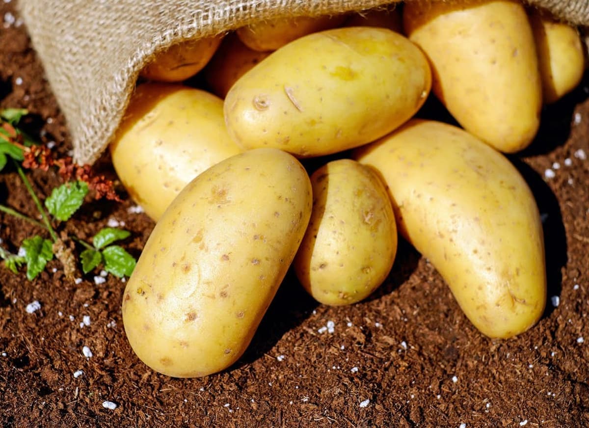 Illustration de l'événement : Fête de la patate