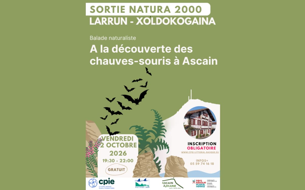 Illustration de l'événement : Balade naturaliste : à la découverte des chauve-souris